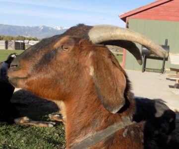 Concerning Dehorning Mature Goats Image